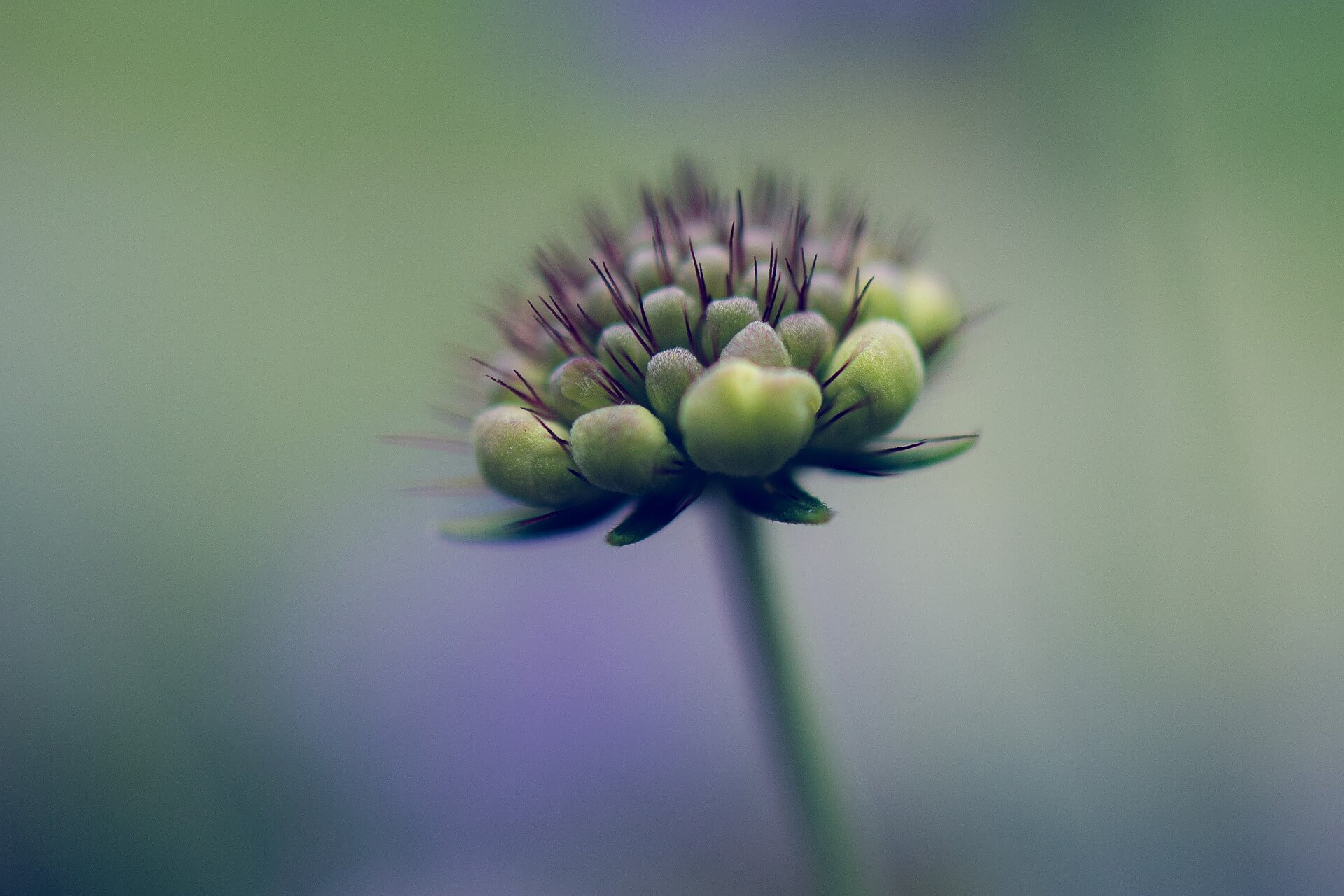 Scabiosa