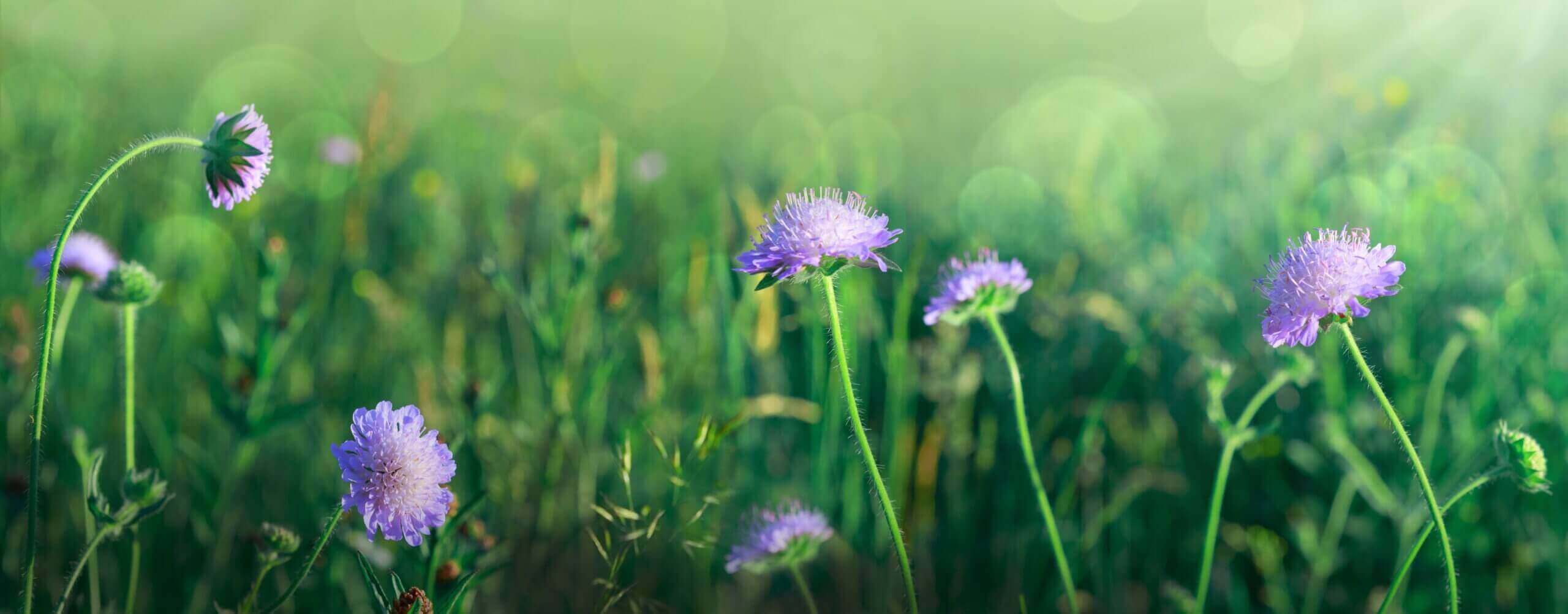 Blume Scabiosa